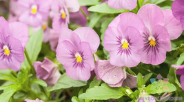 200 Bel Viso Soft Pink Pansy Viola Seeds Non-GMO, Heirloom, Fast Shipping - $8.96