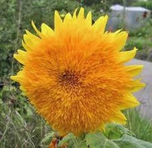 Sunflower, Giant Sungold 500 Seeds Organic Large Beautiful Vivid Colorful Blooms - £10.11 GBP