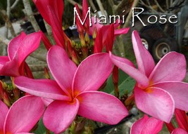 PSA#187 Rare &amp; Exotic!  *Miami Rose* Plumeria Frangipani cutting - $12.95
