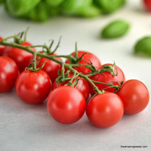 Fresh Seeds 50 Seeds Cherries Jubilee Tomato Juicy Tomatoe Vegetable Garden - £5.84 GBP