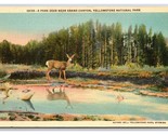 Park Deer Haynes Yellowstone National park WY UNP Linen Postcard N25 - $2.96
