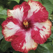 GIB 25 Seeds Easy To Grow Red White Hibiscus Flowers Floral - $9.00