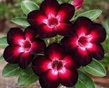 4 Magenta White Desert Rose Adenium Obesum Perennial Flower Seeds - $19.11