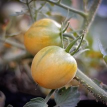 USA SELLER Garden Peach Tomato Seeds Fast Shipping - £10.24 GBP