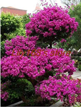 Seed Bougainvillea Seed Balcony Seed Seeds Seeds Bungalow Seed 100 Seeds Gardeni - $10.90