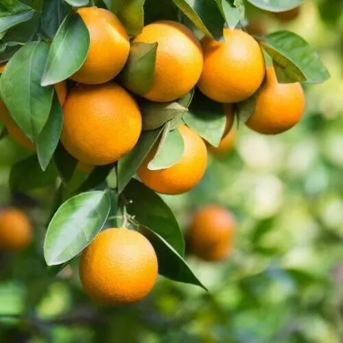 Pineapple Orange Tree 20-28&quot; Tall Live Plant Grafted Citrus Gallon - £96.06 GBP