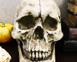 Ebros Large Ossuary Adult Homosapien Skull Decorative Figurine 8.5&quot;L - $26.95