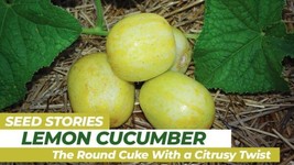 50 Lemon Cucumber Seeds Heirloom Organic Fresh   From US - £7.39 GBP