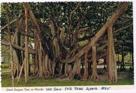 Florida Postcard Giant Banyan Tree Tropical Florida&#39;s Curious Tree Scall... - $2.18