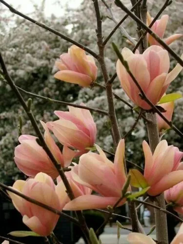 Fresh 5 Coral Lake Magnolia Seeds Lily Flower Tree Fragrant Tulip Seed G... - $10.98