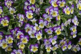Johnny jump-up (viola tricolor) flower 225 Seeds GRC98   - $26.17