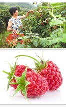 1 Pack Pack 80 Seeds Raspberry Fruits Feral Rubus Idaeus Bush Fruit Seeds Garden - £12.42 GBP