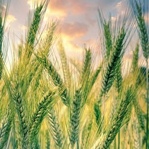 Barley Organic Seeds Fresh Seeds From US - £7.45 GBP