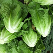 Park Island Romaine Lettuce Seeds Organic Seeds USA Seller - $5.24