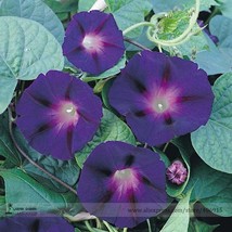 New Star of Yelta Morning Glory Flower Seeds, Professional Pack, 50 Seeds / Pack - £3.08 GBP