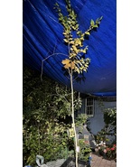 Exact plant #22, 4-5 ft tall Slippery Elm tree 3 year old plan (Ulmus Ru... - $57.00