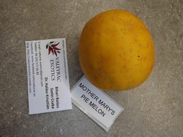 Mother Mary&#39;s Pie Melon - Honeymelon - 10+seeds (CM 020) - £1.41 GBP