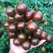Organic Black Chocolate Stripes Tomato Seeds (5 Count) - Exotic and Tasty, Start - £5.50 GBP