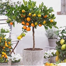 Edible Dwarf Orange Tree Fruit Mandarin Seed Tree Citrus Seed Mandarin Orange Ga - £5.69 GBP