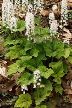 20 Heartleaf Foamflower White &amp; Pink Tiarella Wherryi Coolwort Flower Se... - £15.97 GBP