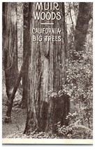 Muir Woods California Big Redwood Trees RPPC Postcard - £8.87 GBP