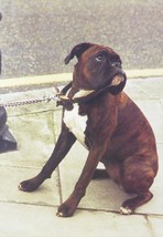 Boxer dog on leash on pavement - Framed Picture - 11&quot; x 14&quot; - £25.97 GBP