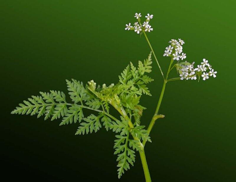 Greek mironi chervil seeds, herb seeds, 50 seeds, code 092 Item image 2
