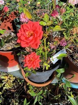 Ada Perry miniature rose - $32.67
