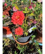 Ada Perry miniature rose - $32.67