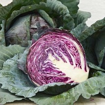 Grow In US 750 Red Acre Cabbage Seeds Non-Gmo Brassica Oleracea Gourmet - £6.98 GBP