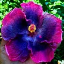 SR12Store 20 Pink Blue Hibiscus Seeds Flowers Flower Seed Perennial Tropical 241 - £6.43 GBP