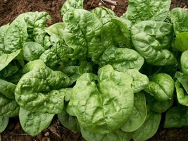 Grow In US 200 Bloomsdale Spinach Seeds Non Gmo Garden Fresh Harvest - £6.51 GBP