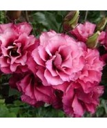 20 SEEDS LISIANTHUS MARIACHI CARMINE FLOWER CUT FLOWER QUICK TO PLANT HE... - $8.35