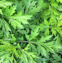 New Fresh Seeds Yomogi Mugwort Ssuk Suuk Artemisia Princeps Korean Japan... - $9.90