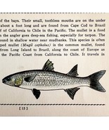 Mullet 1939 Salt Water Fish Gordon Ertz Color Plate Print Antique PCBG19 - $29.99