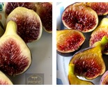 Fig Tree “Fignomenal” New Dwarf Variety Plant Garden - $36.93