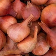 US Seller 20 French Shallot Matador Onion Seeds Fast Shipping - $15.65