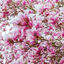 5 Saucer Magnolia X Soulangeana Denudata &amp; Liliiflora 5 10&quot; Pink And White Flowe - £12.26 GBP