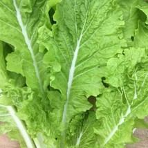 200 Tokyo Bekana Asian Greens Cabbage Seeds Mustard Us Grown Seed Fresh Seeds Fa - $13.49