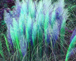 Cortaderia Selloana Pampas Grass Pumila Tall Feathery Decorative Flower ... - $9.49