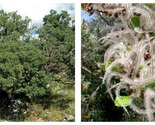 90 seeds Mountain Mahogany (Cercocarpus montanus), Fresh Garden - £23.56 GBP