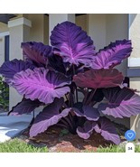 100 of Purple Caladium Flowers Seeds Dwarf Elephant Ear Ornamental - $15.15 CAD