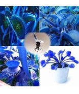 New Fresh Blue Dionaea Muscipula Giant Clip Venus Flytrap Seed Plants Fl... - £7.51 GBP