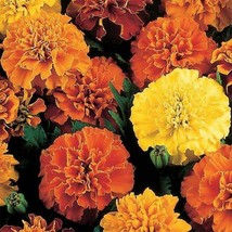 US Seller 35 Marigold French Double Janie Spry Flower Seeds Fresh Seeds - $14.98