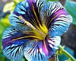 Blue Purple Velvet Trumpet Flowers Planting Easy Growing 20 Seeds - £4.73 GBP