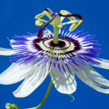 Passion Flower Passiflora Incarnata Certified Pure Live 20 PCS Seeds - £8.64 GBP