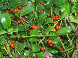 New Fresh Seeds 20 China Girl Holly Seeds Ilex Meserveae - $9.80