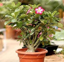 2Pcs Desert Rose Adenium Seeds Bonsai Series White Single Flowers With Rose Red  - $20.00