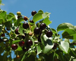 Prunus Mahaleb (Mahaleb Cherry) 15 seeds - £1.25 GBP