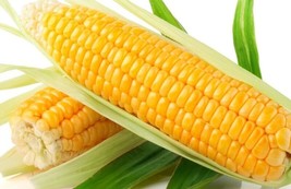 US Seller 30 Sweet Golden Bantam Corn Seeds Heirloom Organic Fresh - $9.47